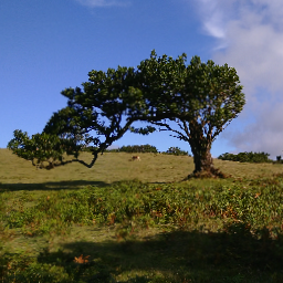 Thumbnail of dorima-37