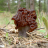 Thumbnail of Lingonberry-3 Thumbnail of Lingonberry-3