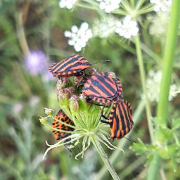 Thumbnail of wuffel-50