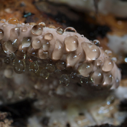 Thumbnail of wuffel-10