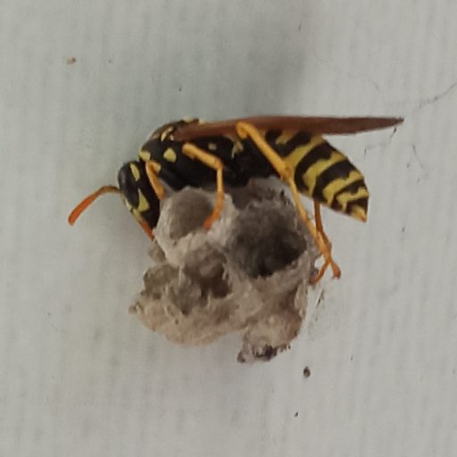 Thumbnail of MegaAnt-8