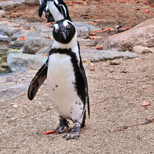 Thumbnail of Ellikatz-50