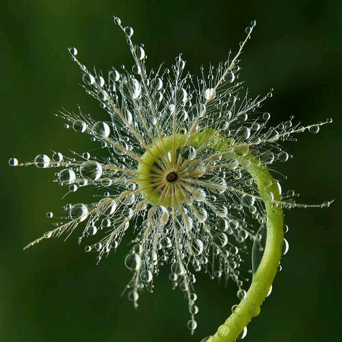 Thumbnail of Goldesel-2