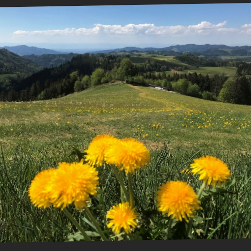 Thumbnail of NasenBaer-36